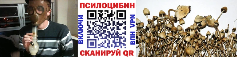 Псилоцибиновые грибы Cubensis  Бабаево 